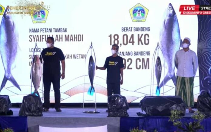 Seukuran Anak Balita, Ikan Bobot 18,04 Kilogram Jawara Kontes Bandeng Kawak Gresik