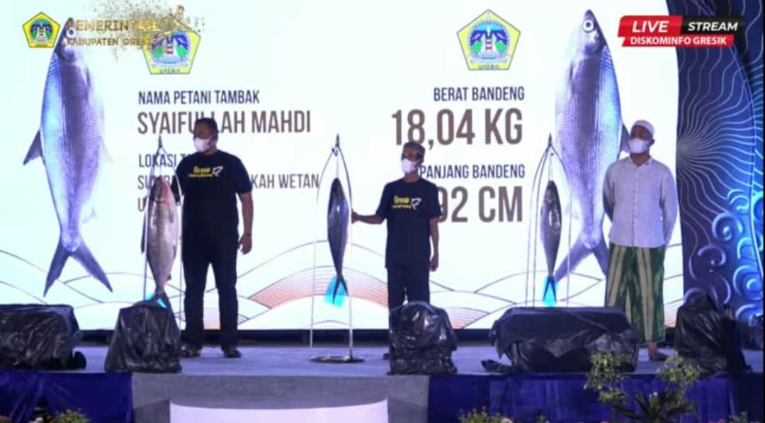 Seukuran Anak Balita, Ikan Bobot 18,04 Kilogram Jawara Kontes Bandeng Kawak Gresik
