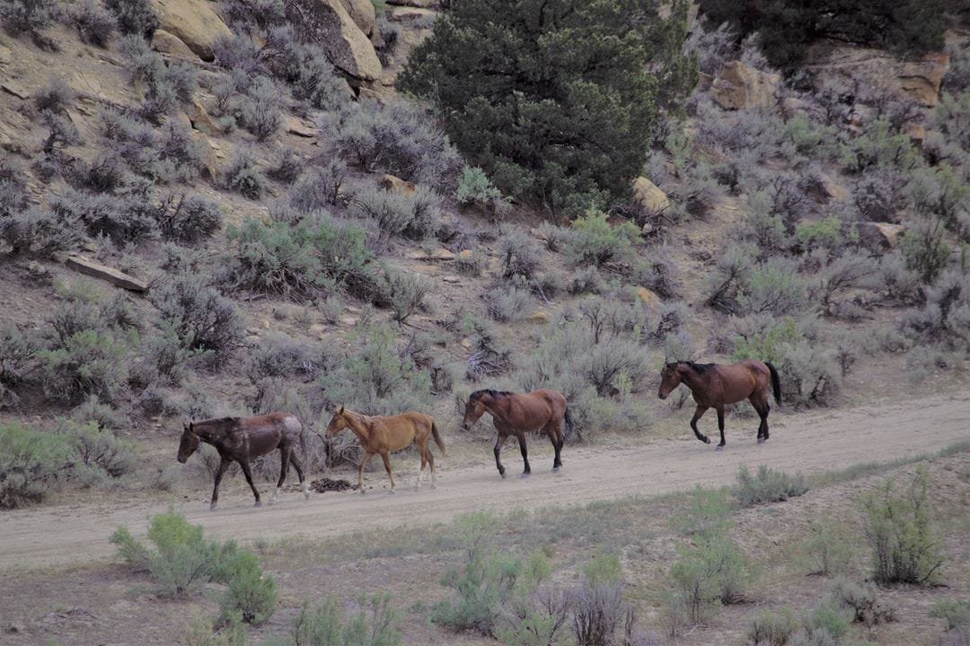 Virus Kuda Teridentifikasi Sebabkan 95 Kuda Mati di Colorado
