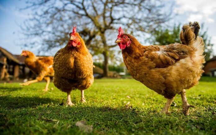 Harga Ayam dalam Negeri Capai Rp 41 Ribu Per Kg