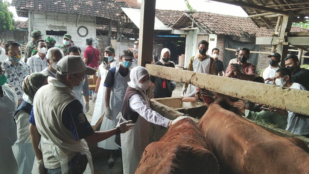 Wabah PMK Menjalar, Gubernur Khofifah Perintahkan Gresik Lockdown Pasar Hewan