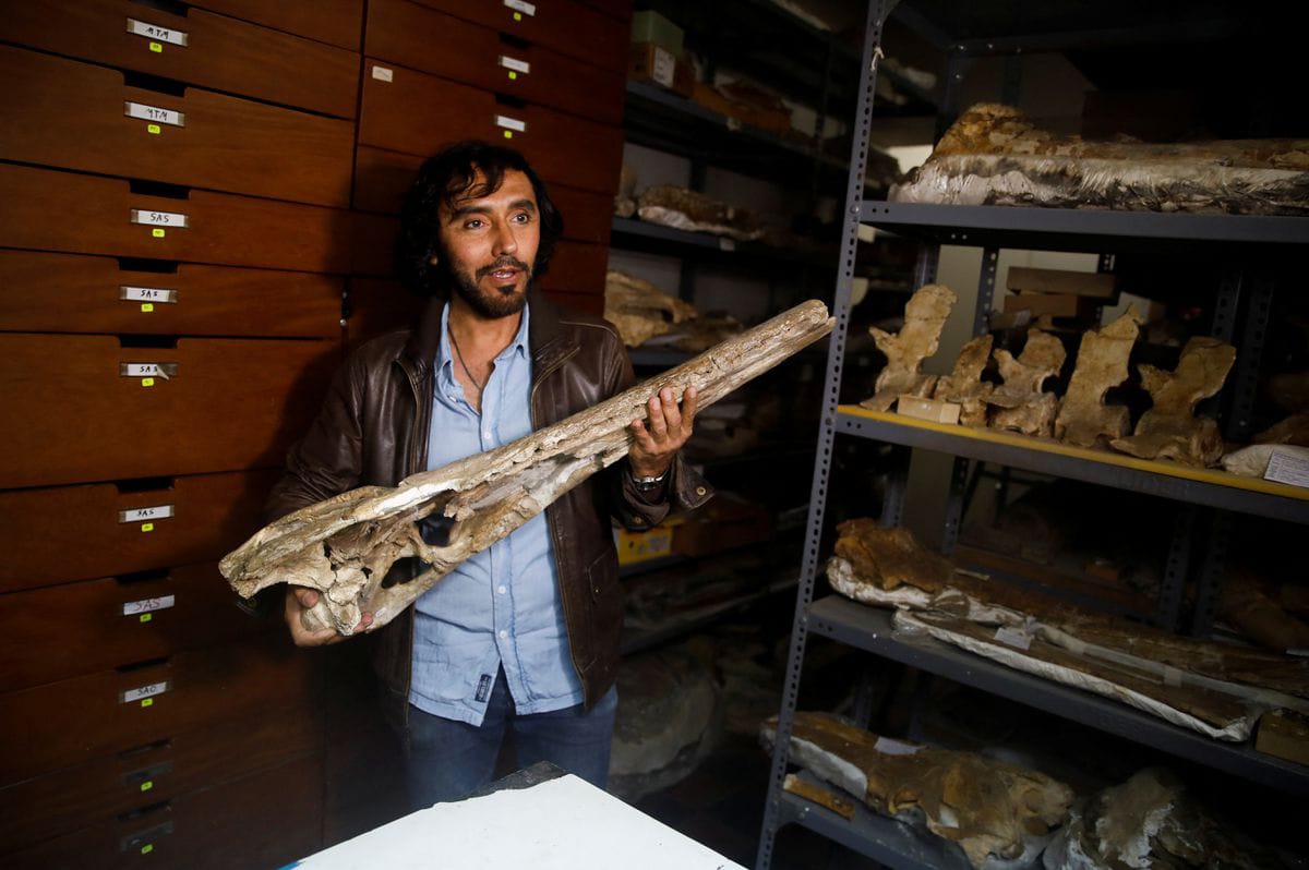 Fosil Prasejarah di Peru Ungkap Asal Usul Buaya di Laut