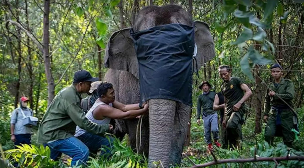 Lestarikan Gajah Sumatera, BKSDA Sumsel Pasang GPS Collar