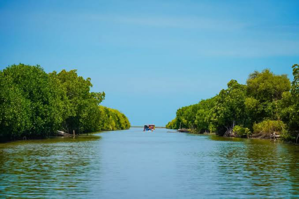 Jateng Dilanda Banjir Rob, Walhi Desak Pemerintah Setop Rencana Pemindahan Kawasan Mangrove untuk Tol