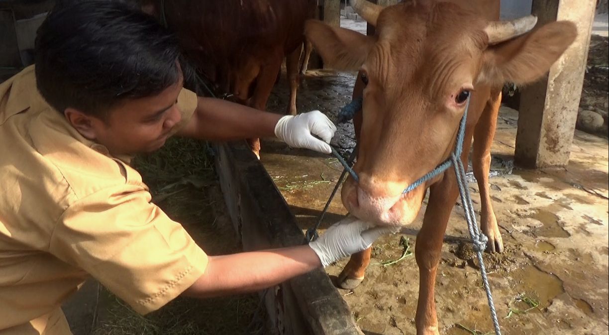 Kandang Sapi di Pamekasan Disemprot Disinfektan