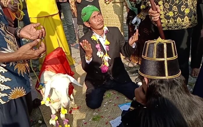 Mengaku Dapat Wangsit, Pria Asal Gresik Nikahi Seekor Kambing