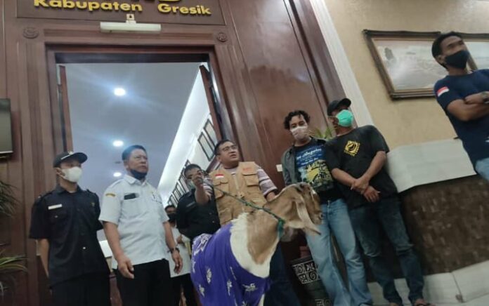 Oknum Dewan Terlibat Pernikahan Nyeleneh, Warga Demo Bawa Kambing ke DPRD Gresik