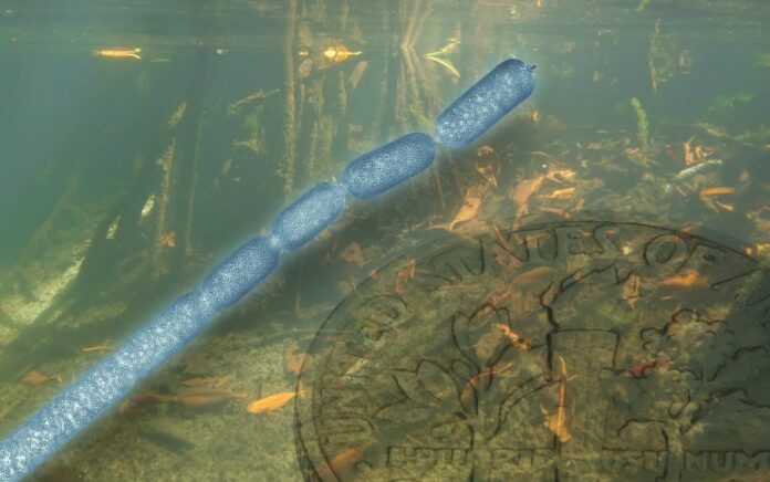 Tanggapi Temuan Mikroplastik dalam Darah Manusia, Common Seas Siap Ciptakan Sungai Bersih Tanpa Plastik