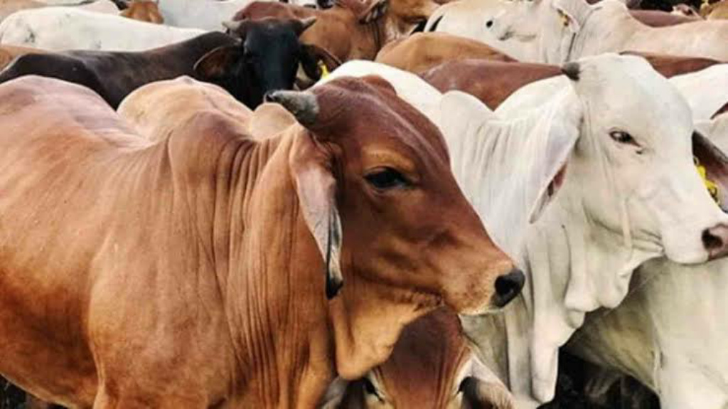 Jelang Iduladha, Pemerintah Siapkan Kebijakan Tangani PMK Ternak di Tanah Air