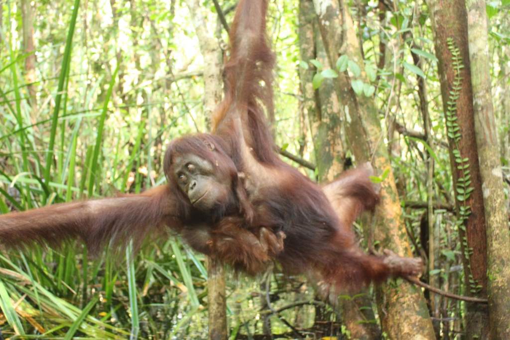 Kabar Gembira, Kehadiran Orangutan Jenni di Bulan Juni