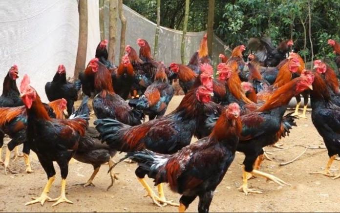 DPC PPP Kabupaten Blitar akan Gelar Workshop Budidaya Ayam Kampung