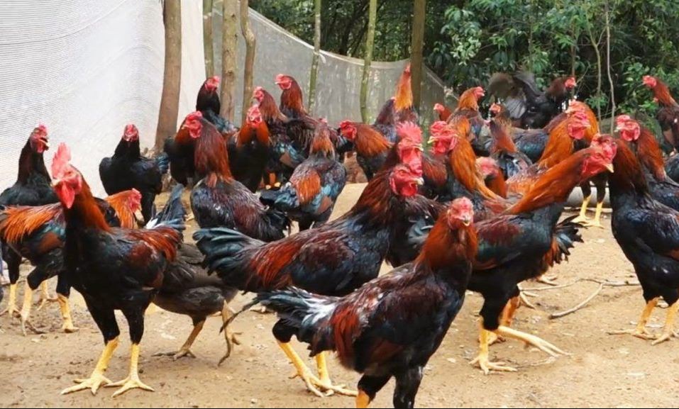 DPC PPP Kabupaten Blitar akan Gelar Workshop Budidaya Ayam Kampung