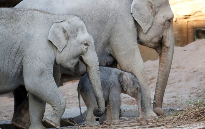 Ruwani Jadi Gajah Ketiga yang Mati Akibat Virus Herpes di Kebun Binatang Zurich