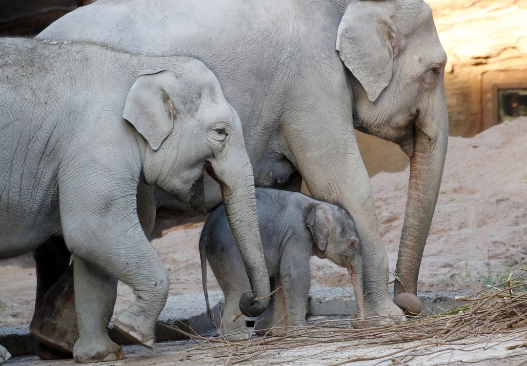 Ruwani Jadi Gajah Ketiga yang Mati Akibat Virus Herpes di Kebun Binatang Zurich