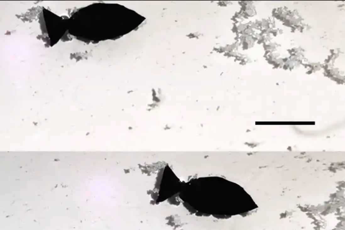 Penampakan ikan robot self-propelled dapat "menyedot" mikroplastik keluar dari air, kata peneliti China. Foto: Nano Letters.