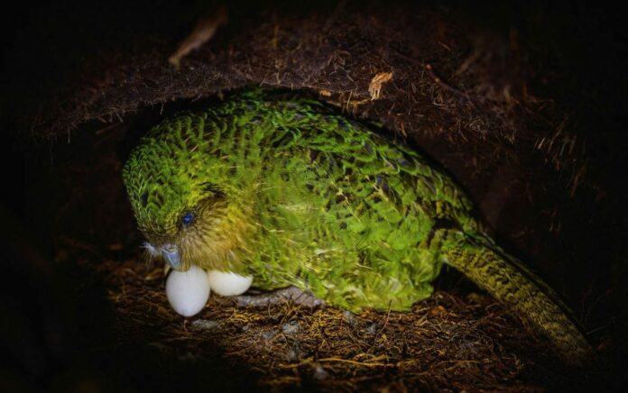 Inseminasi Buatan Selamatkan Populasi Burung Kakapo Selandia Baru