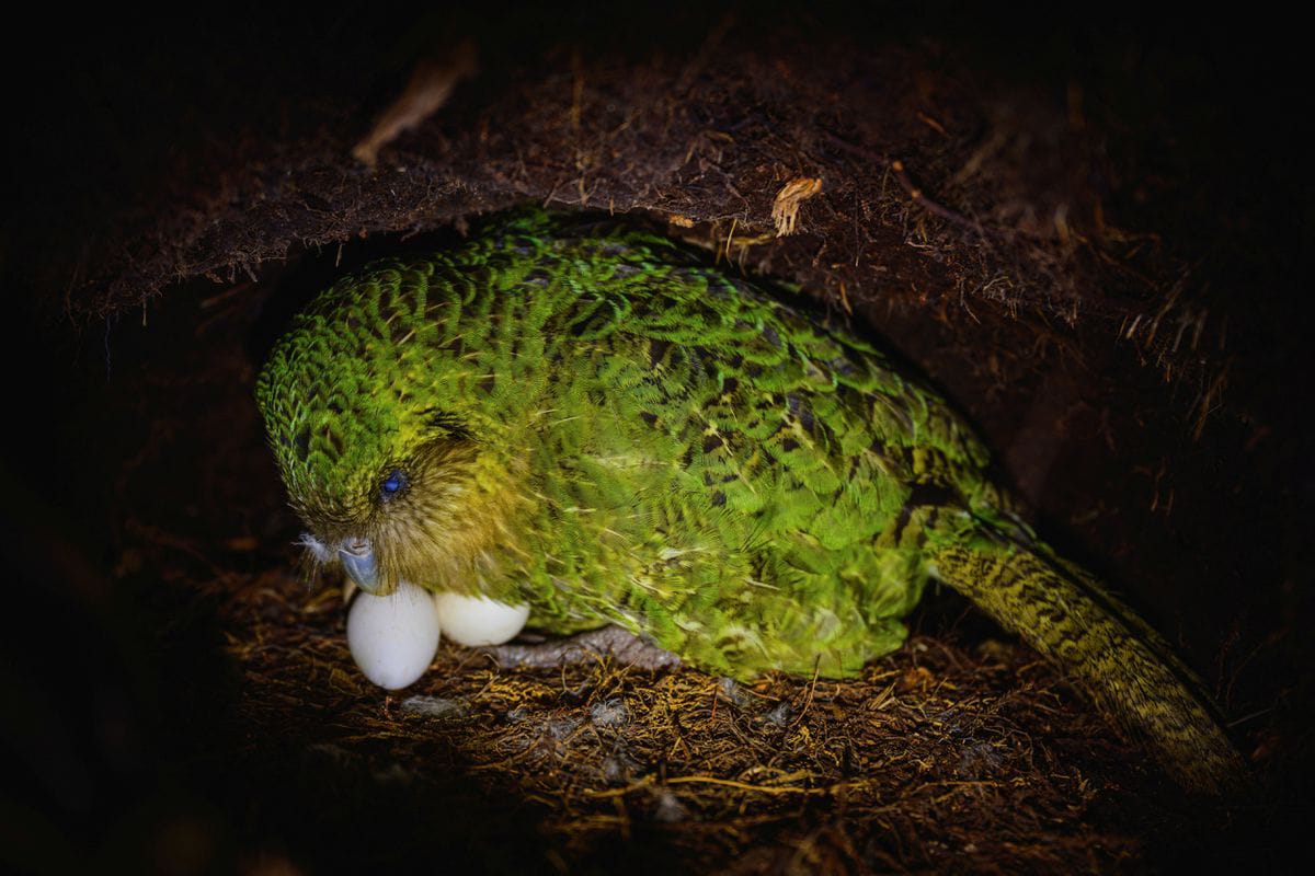 Inseminasi Buatan Selamatkan Populasi Burung Kakapo Selandia Baru