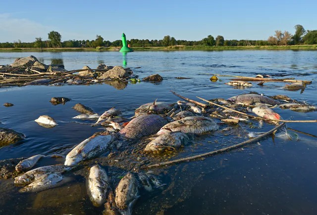 Polandia Selidiki 'Bencana Ekologis' Kematian 10 Ton Ikan