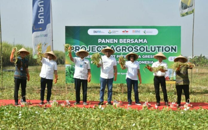 Lewat Projects Agrosolution, Petrokimia Gresik Buktikan Pendapatan Petani Benih Kangkung Naik