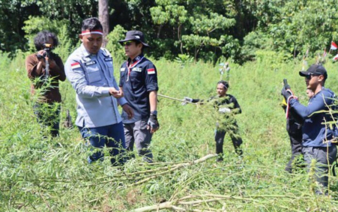 Polri Ungkap Temuan 25 Hektare Ladang Ganja di Aceh