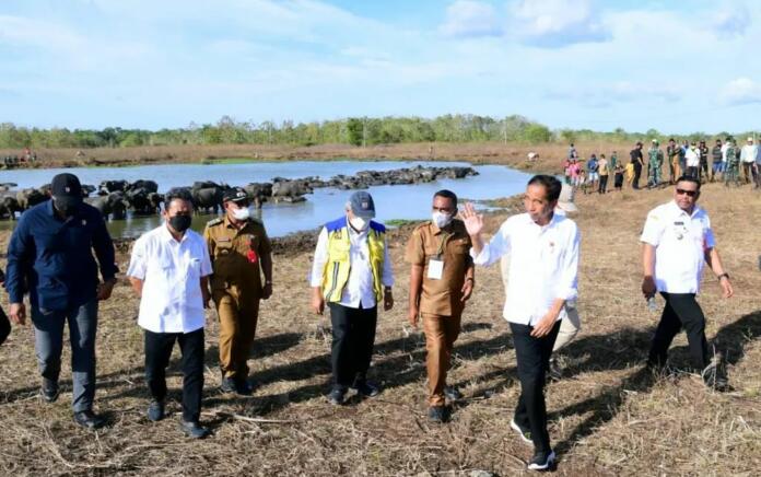 Peternak Kerbau Pulau Moa Kesulitan Air, Presiden Minta PUPR Bangun Embung