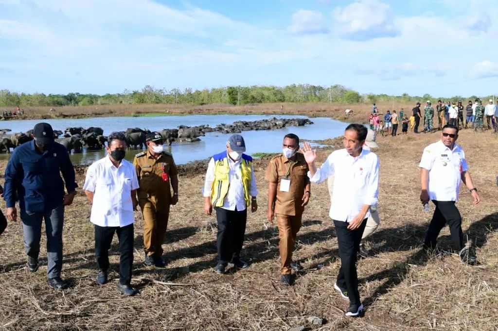 Peternak Kerbau Pulau Moa Kesulitan Air, Presiden Minta PUPR Bangun Embung
