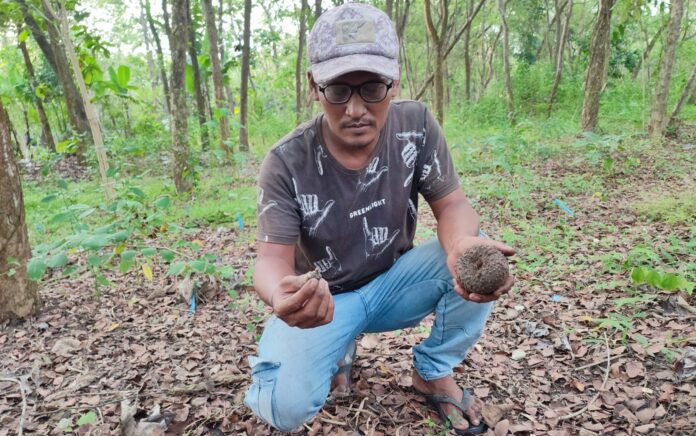 Jerit Petani Porang di Gresik, Tertipu Jutaan Rupiah Terancam Tak Bisa Panen