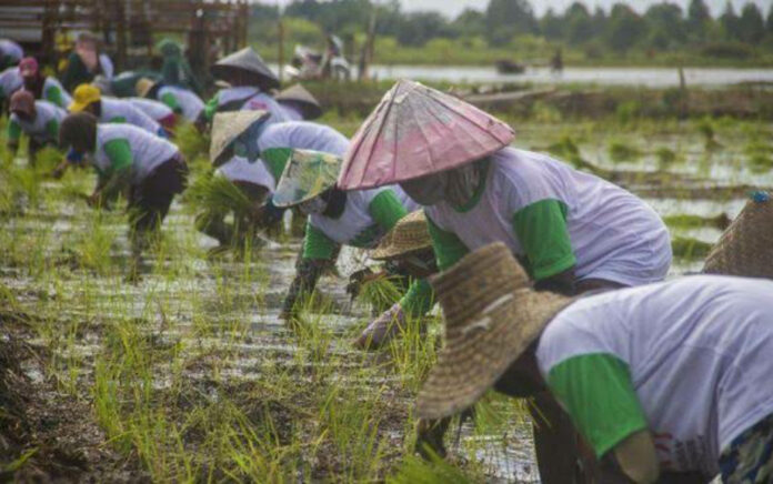 Hari Tani 2022, Sekjen OPSI Dorong Pemerintah Pastikan Jaminan Sosial Petani