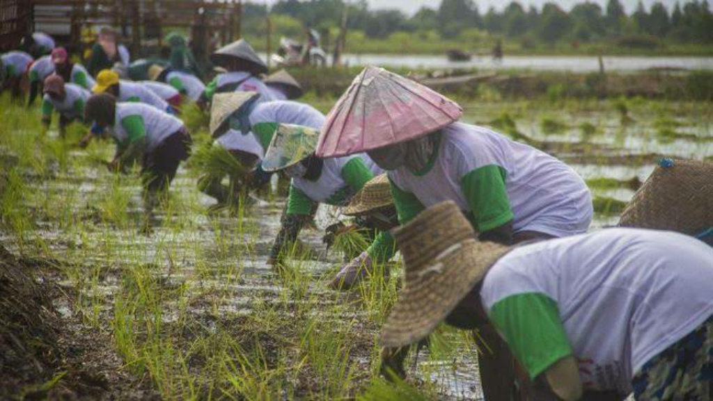 Hari Tani 2022, Sekjen OPSI Dorong Pemerintah Pastikan Jaminan Sosial Petani