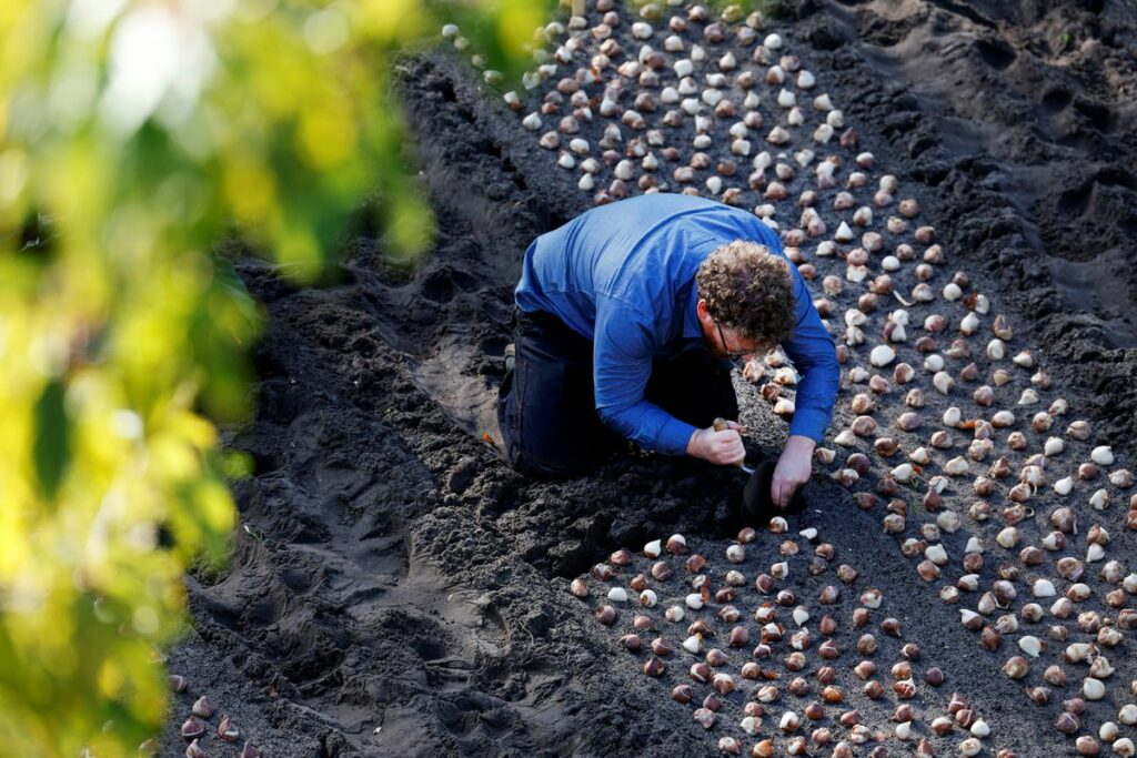 Mengagumkan, Begini Penampakan Taman Tulip Keukenhof Saat Musim Tanam