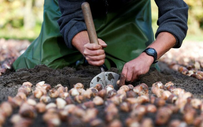 Mengagumkan, Begini Penampakan Taman Tulip Keukenhof Saat Musim Tanam