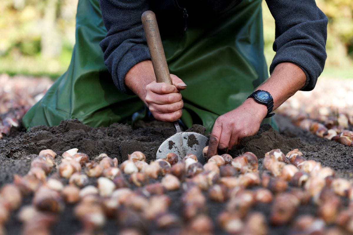 Mengagumkan, Begini Penampakan Taman Tulip Keukenhof Saat Musim Tanam