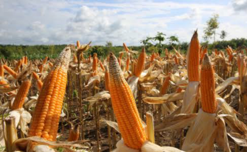 Harga Jagung Anjlog, Luluk Nur Hamidah Desak Bulog Selamatkan Petani Kecil