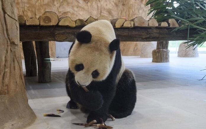 Panda raksasa betina berusia tiga tahun Si Hai, atau Soraya, sedang makan di Rumah Panda (Panda House) di Al Khor Park di Doha, ibu kota Qatar, pada 19 Oktober 2022. Foto: Xinhua/Nikku.