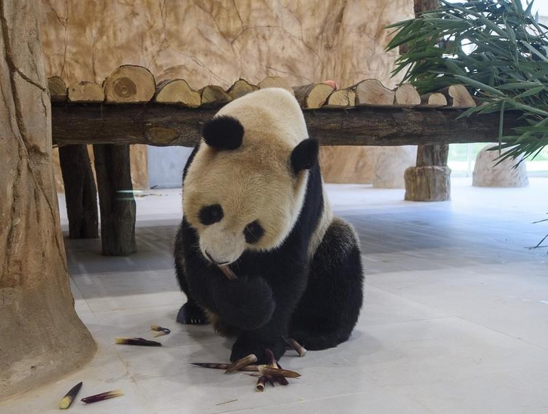 Panda raksasa betina berusia tiga tahun Si Hai, atau Soraya, sedang makan di Rumah Panda (Panda House) di Al Khor Park di Doha, ibu kota Qatar, pada 19 Oktober 2022. Foto: Xinhua/Nikku.