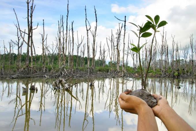 Gotong Royong Restorasi Mangrove Atasi Perubahan Iklim
