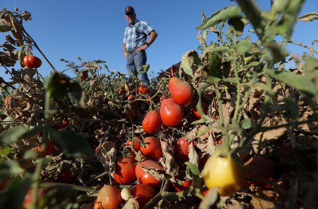 Kekeringan, Petani Tomat dan Bawang Bombay di California Merugi