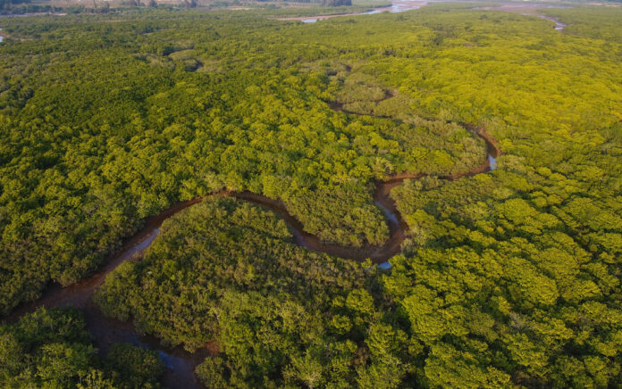 Pusat Mangrove Internasional Pertama di Dunia akan Dibangun di China