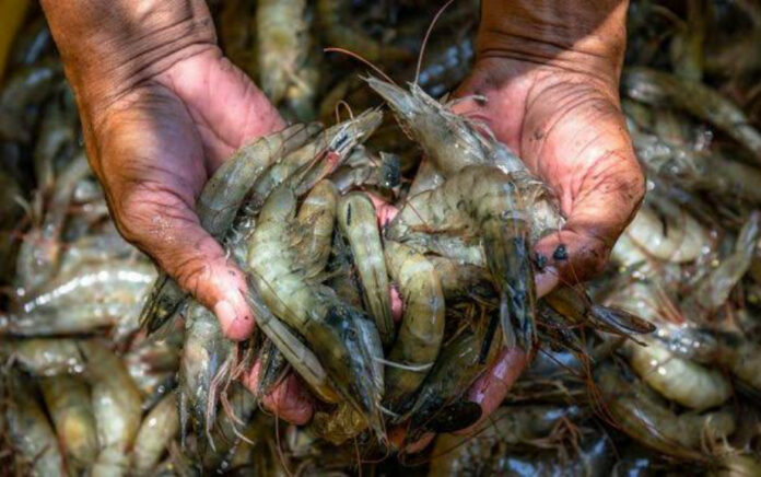 Nilai Ekspor Udang Indonesia ke Amerika Capai US$ 1,106 Miliar