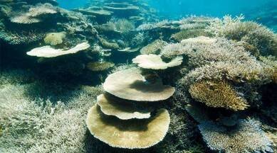 Pertama di Dunia, Para Ilmuwan Lakukan Uji Coba Bekukan Karang Great Barrier Reef