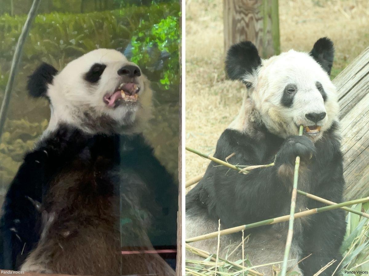 Panda Raksasa Le Le dan Ya Ya. Foto: IDA