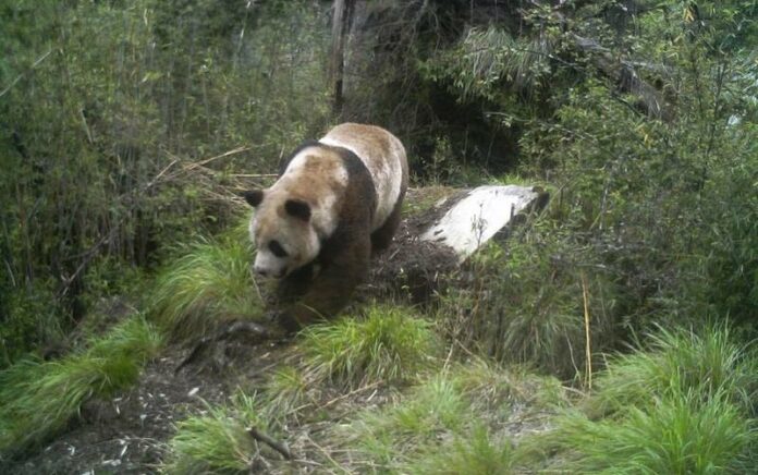 Terekam Kamera, Begini Penampakan Induk Panda Raksasa Liar dan Anaknya