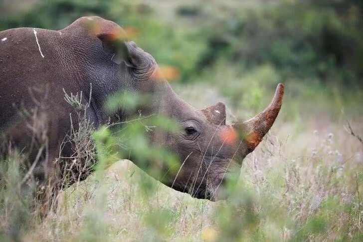 Badak putih selatan terlihat di dalam Taman Nasional Nairobi di Kenya, 15 Juni 2020. Foto: Reuters/Baz Ratner/File Foto.