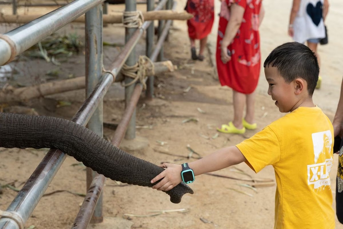 Thailand Tambahkan Lebih Banyak Gajah di Kampnya untuk Sambut turis Tiongkok