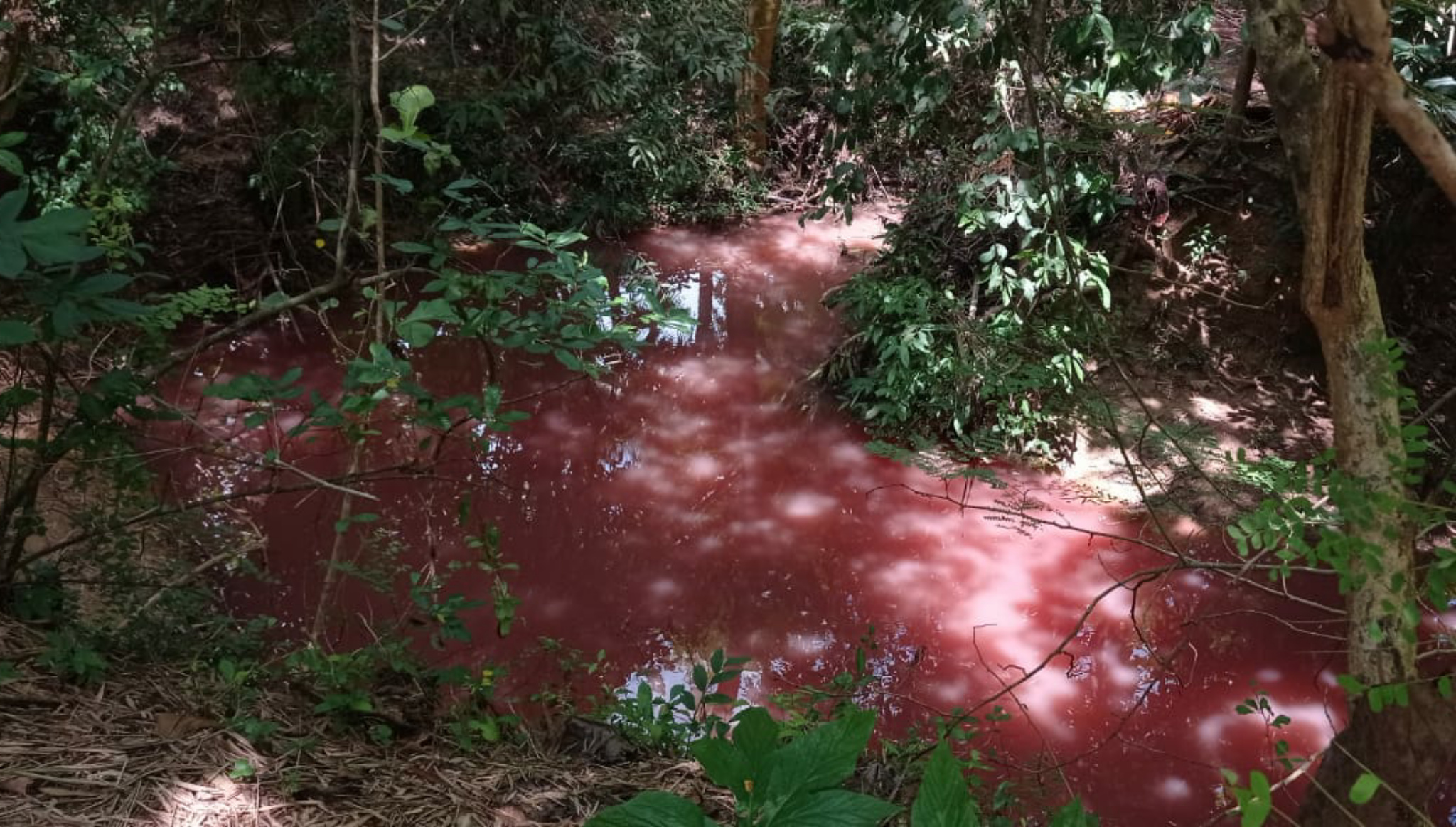 Warga Banuaju Barat Sumenep Geger, Air Sungai Setempat Berubah Jadi Warna Merah