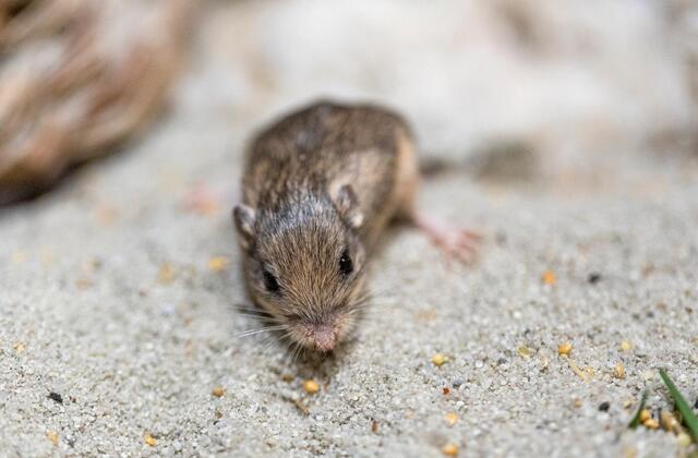 Tikus Kecil California Memenangkan Guinness Award untuk Umur Panjang
