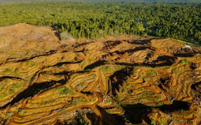 Penelitian: Sepertiga Perusahaan Penyumbang Deforestasi Tropis Tidak Memiliki Kebijakan untuk Mengakhirinya