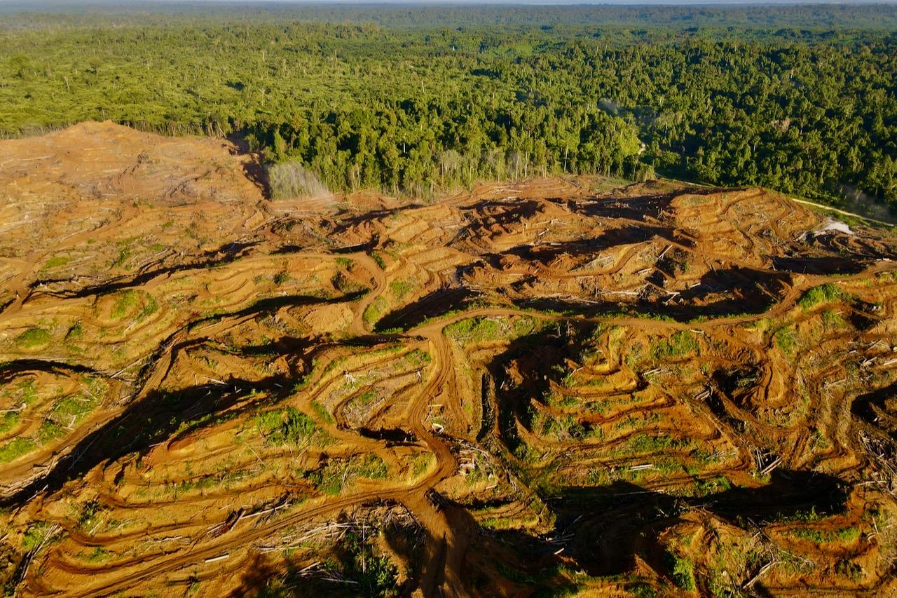 Penelitian: Sepertiga Perusahaan Penyumbang Deforestasi Tropis Tidak Memiliki Kebijakan untuk Mengakhirinya