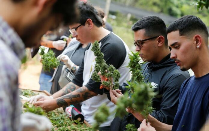 Festival Ganja Paraguay Picu Harapan Tinggi untuk Legalisasi