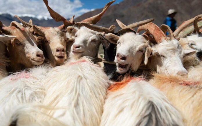 Residu Susu Berusia 3.000 Tahun Ditemukan di Situs Kuno Dataran Tinggi Tibet